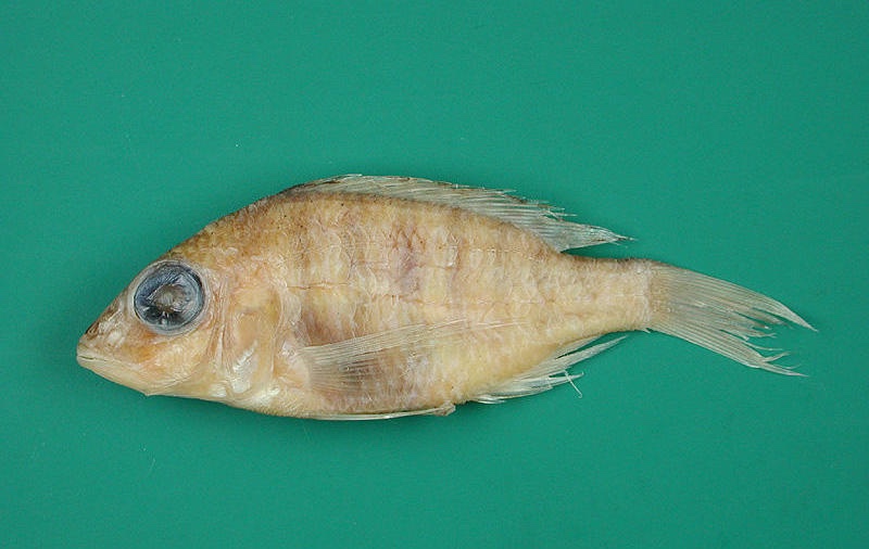 Placidochromis koningsi 'Nkhotakota'